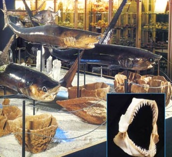 Le musée du coquillage