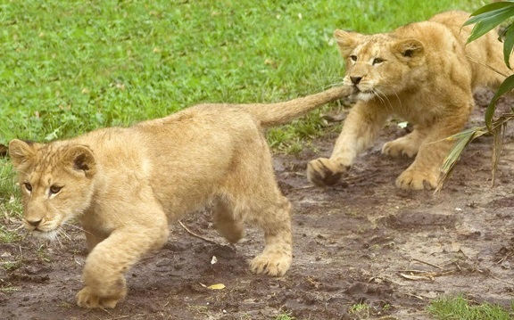 Le zoo des Sables d'Olonne